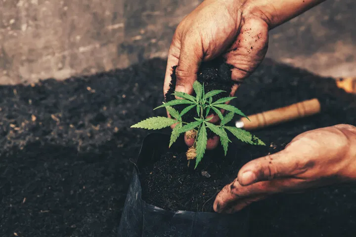 handle seedlings carefully