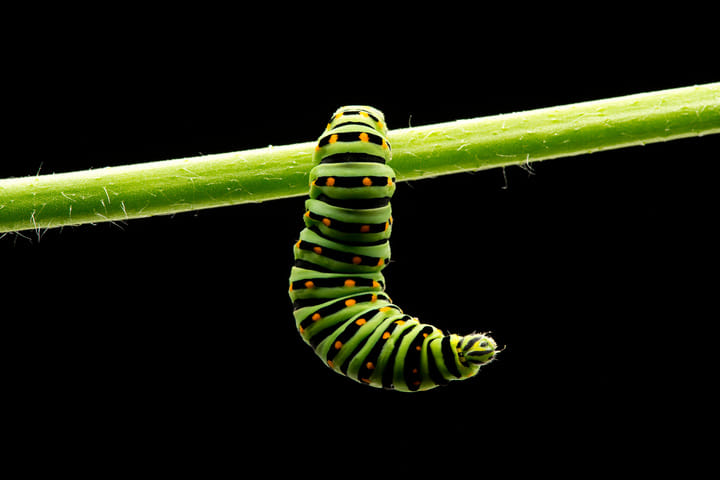 caterpillar cannabis pest