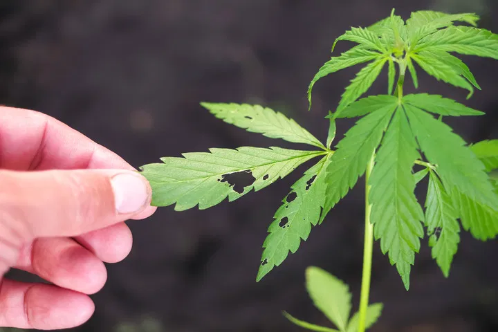 caterpillar damage of leave of cannabis