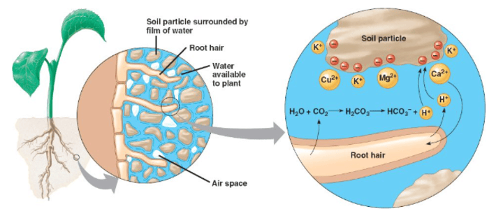 how cation exchange works