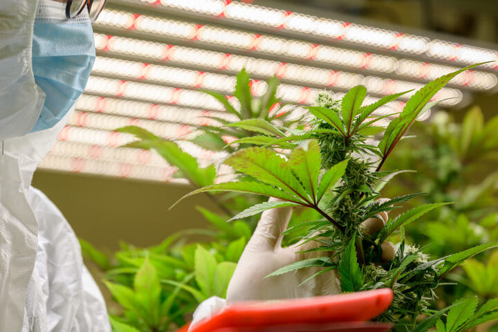 identify the aytoflowering trait