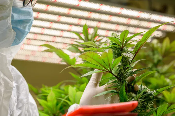 identify the aytoflowering trait