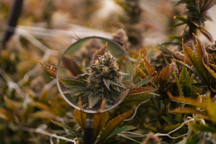 avoid harvesting too early or too late