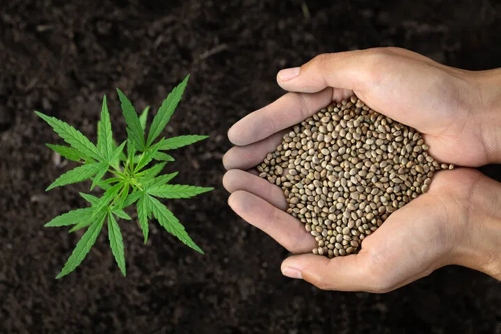 how to choose the right seeds