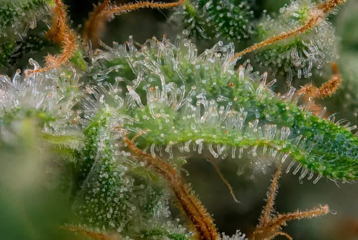 common grower mistakes harvesting too soon