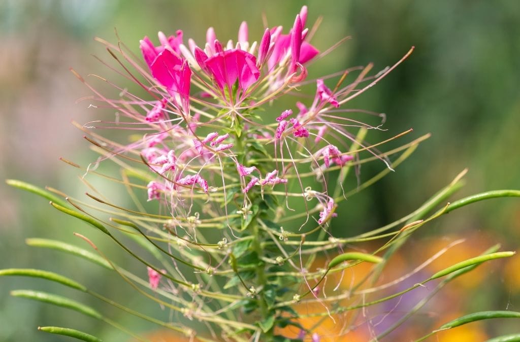 cleome hassleriana mistaken for weed