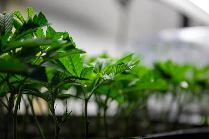 can you clone autoflowers