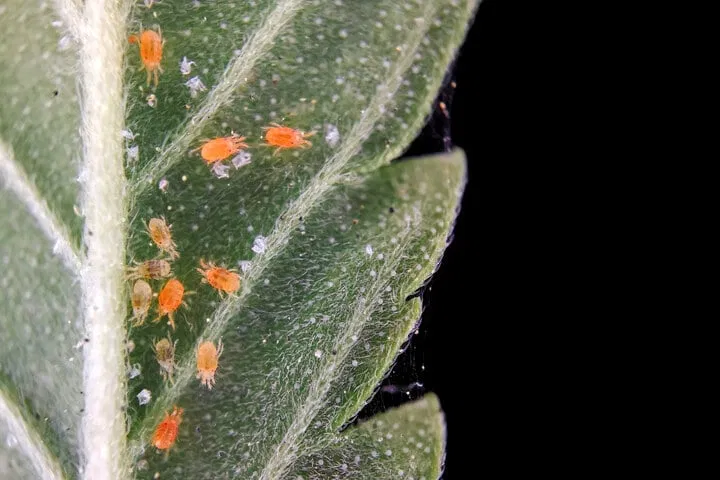 Spider mites on cannabis leaf