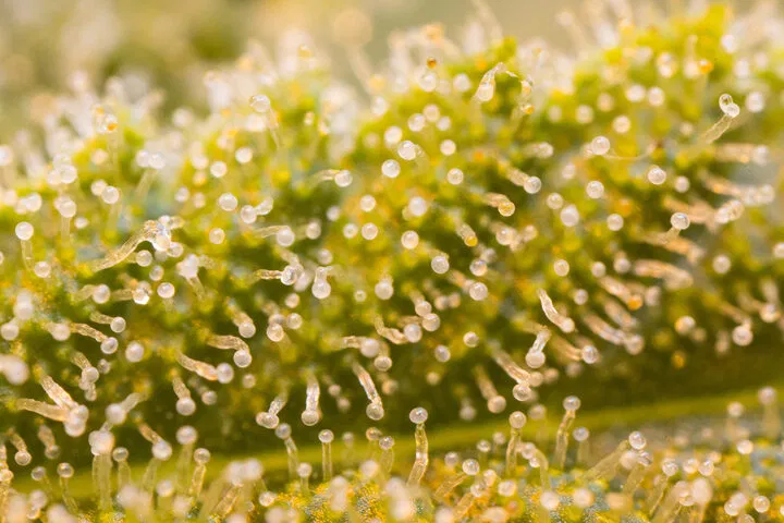 trichome colour indicates harvest readiness