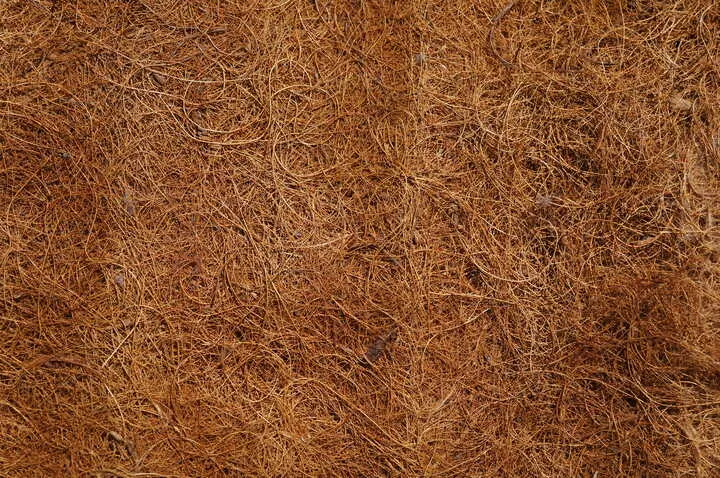 grow cannabis in coco coir