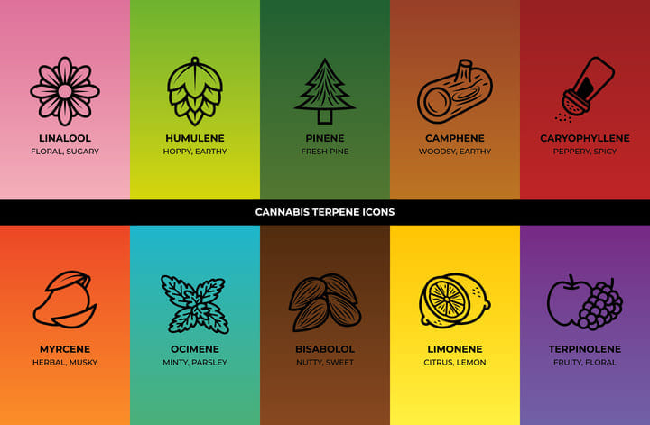 cannabis terpenes