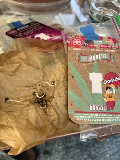 germinated seed taproots