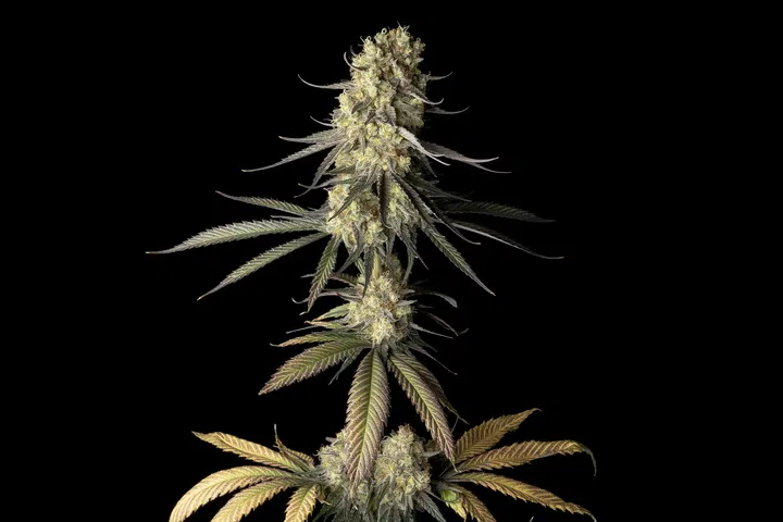 Seedsman Cream & Cheese CBD 1:1 best weed