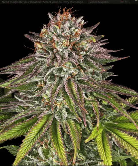 critical kush