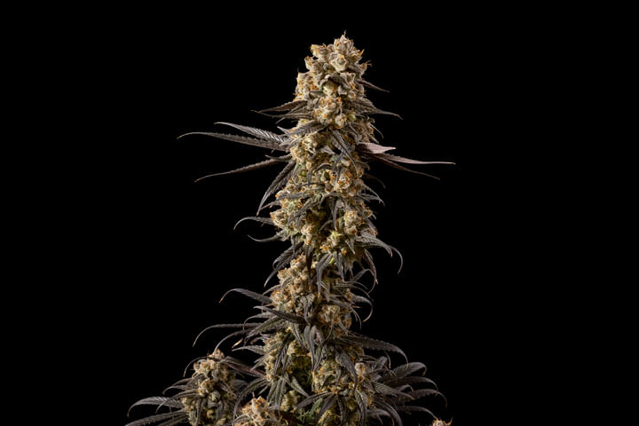 Seedsman crtiical purple kush