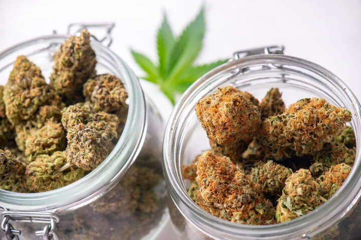 cure weed after drying