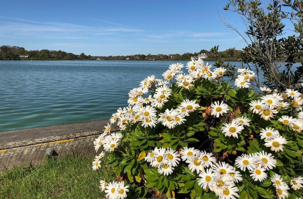daisies mistaken for cannabis