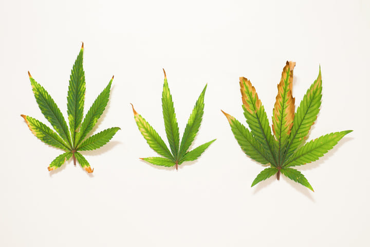 damaged leaves of cannabis