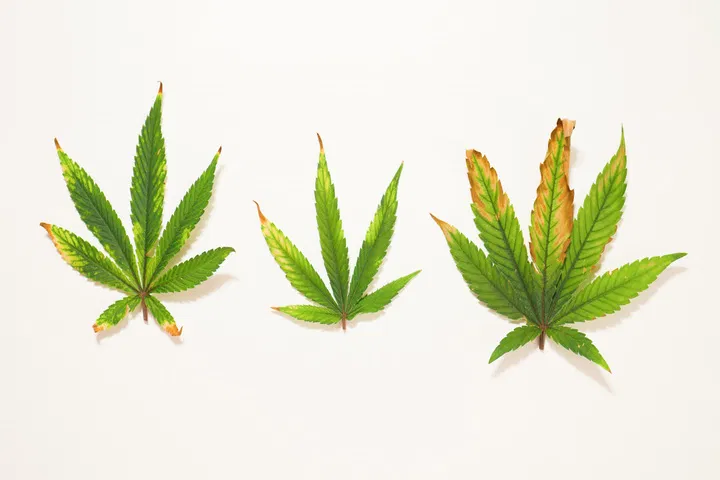 damaged leaves of cannabis