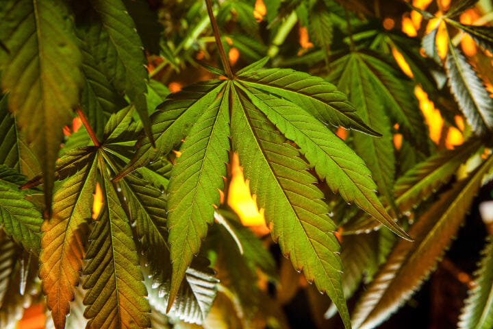 defoliation is a form of leaf removal