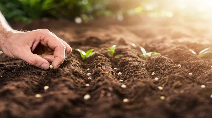 direct planting germination