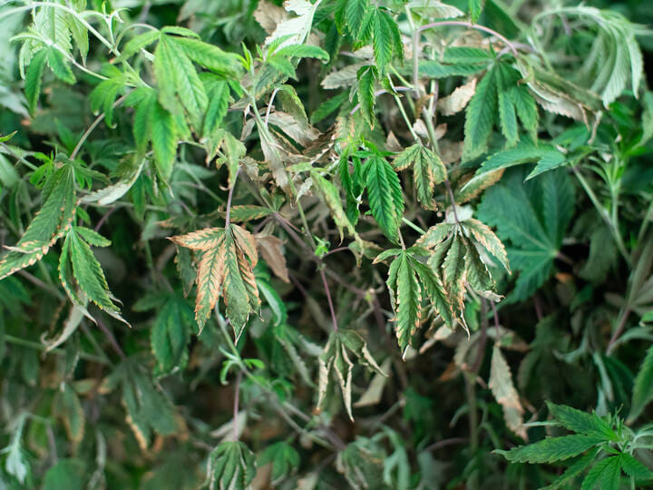 signs of cannabis plant disease