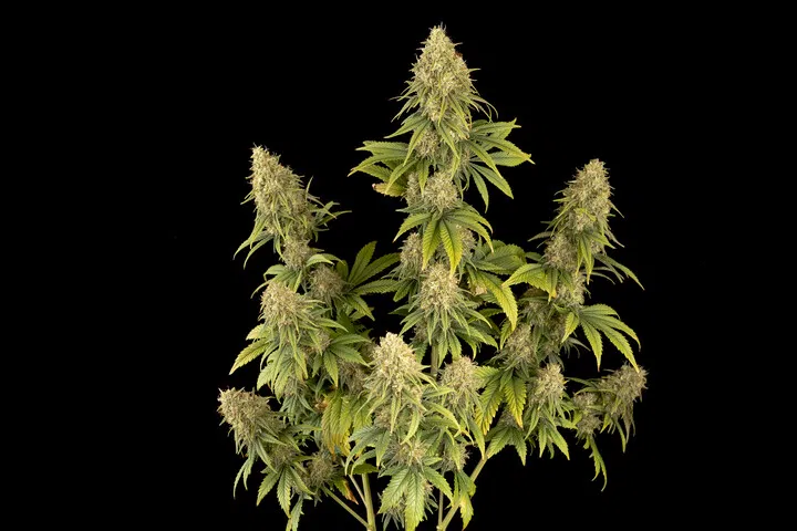 Dr Seedsman 30:1