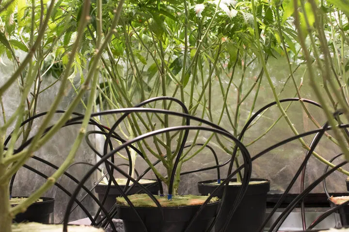 drip irrigation saves water
