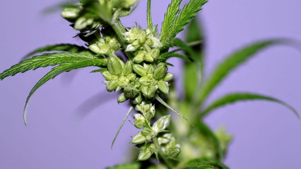 early signs of male plants