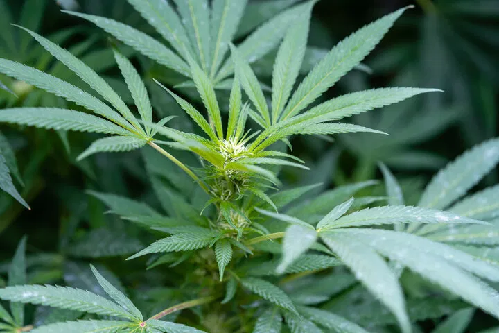 early trichome initiation in flowering