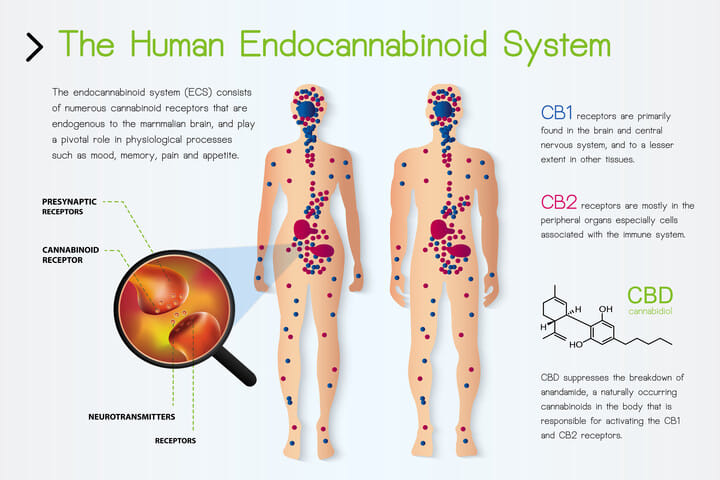 the endocannabinoid system