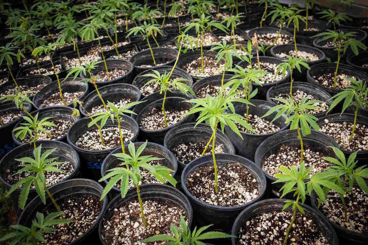 ensuring healthy cannabis clones