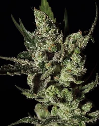 Greenhouse Seed Co Exodus Cheese