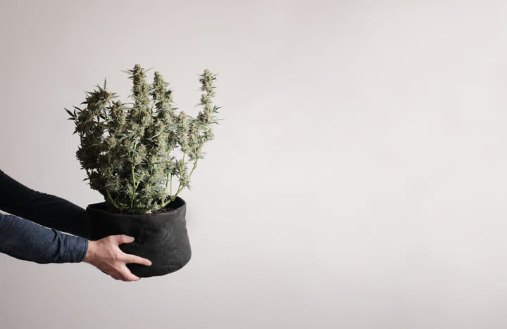 fabric pots help your plants