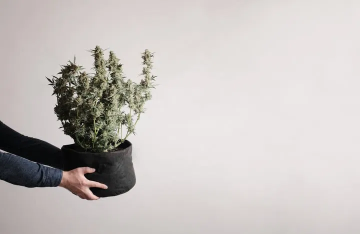 fabric pots help your plants