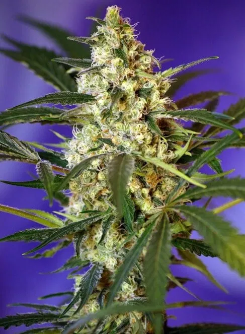 Sweet Seeds Fast Bud #2 Auto