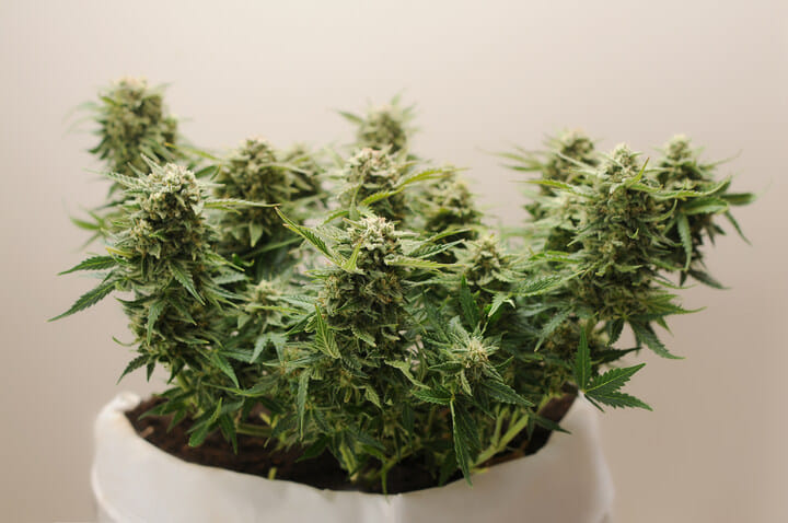 flowering cannabis plants need phosphorus