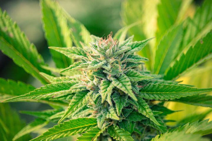 cannabis in the flowering stage