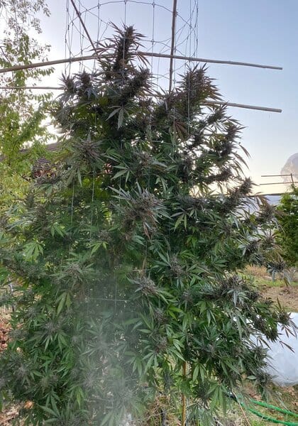 trellising and plant support