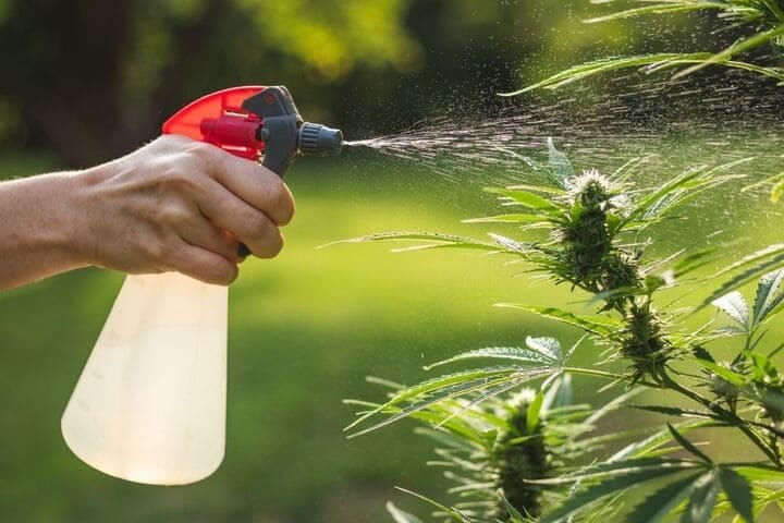 feed cannabis plants in the morning