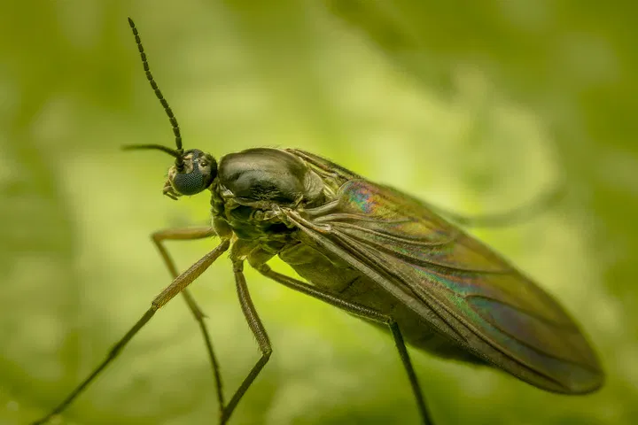 fungus gnat common cannabis pest