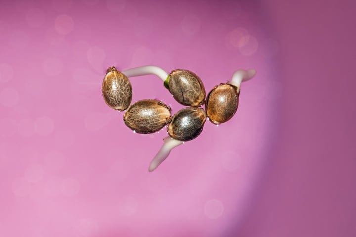 germinate seeds before planting