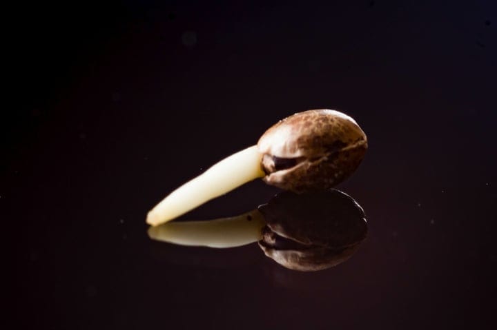 how to start cannabis seeds