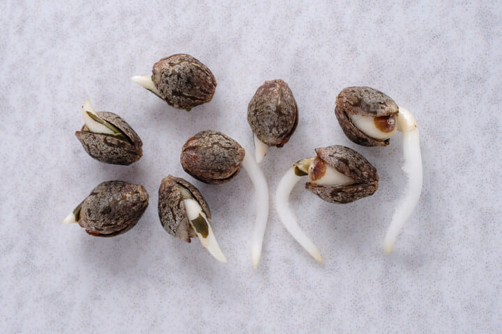 germinated cannabis seeds