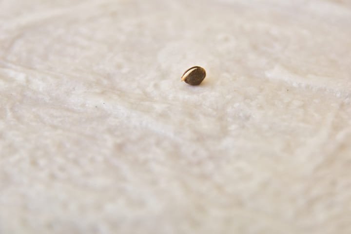 germinated cannabis seed