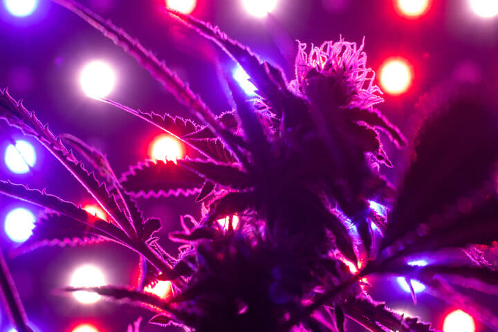 light range and duration matters for weed plants