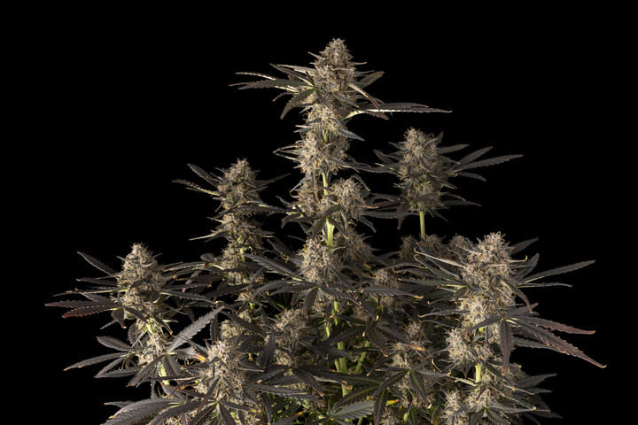 Seedsman Green Crack Auto best weed