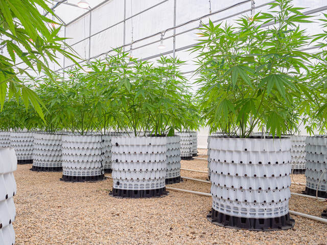 advantages of greenhouse growing