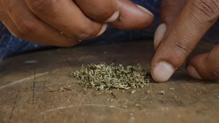 ground cannabis ready for rolling