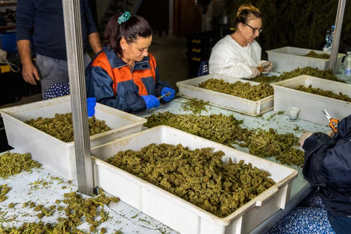 get friends to help speed up the harvest